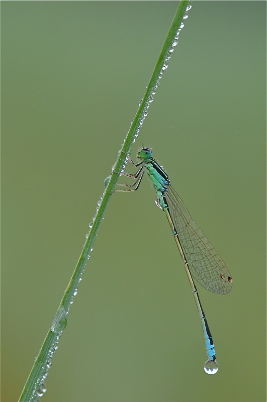 DSC 4994