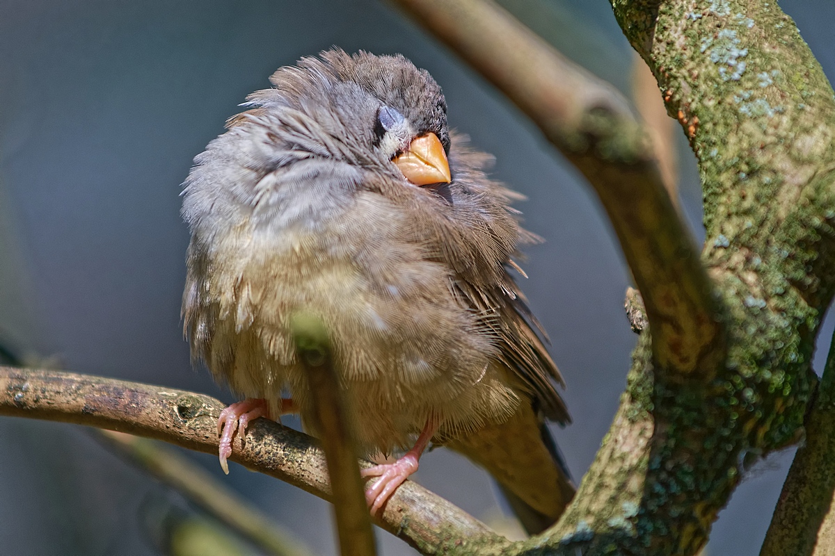DSC 4999k