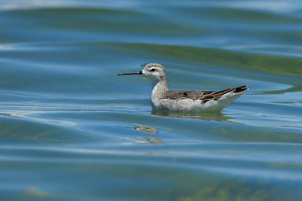DSC 5003 Mono Lake Wasservogel 1000