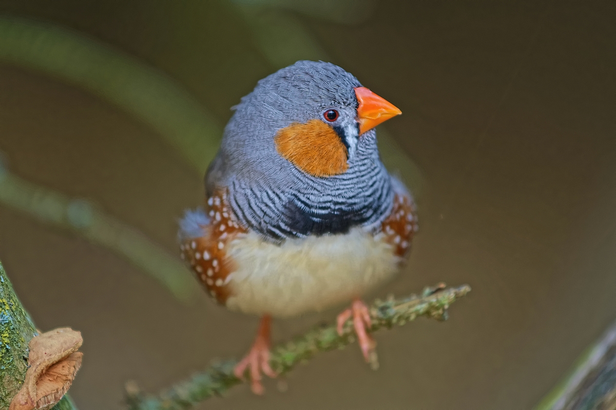 DSC 5006k