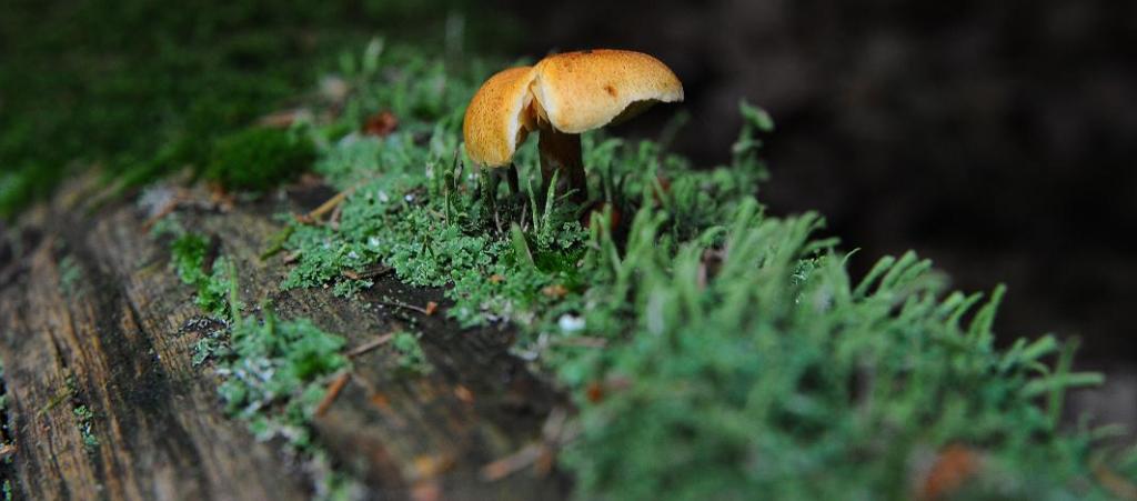 DSC 5034a