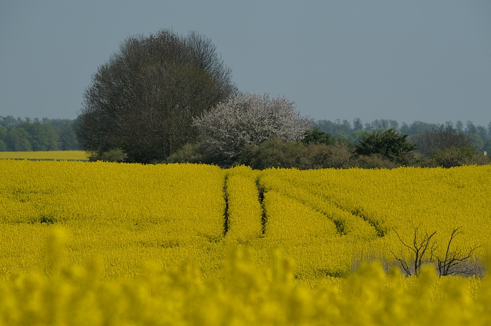 DSC 5048a