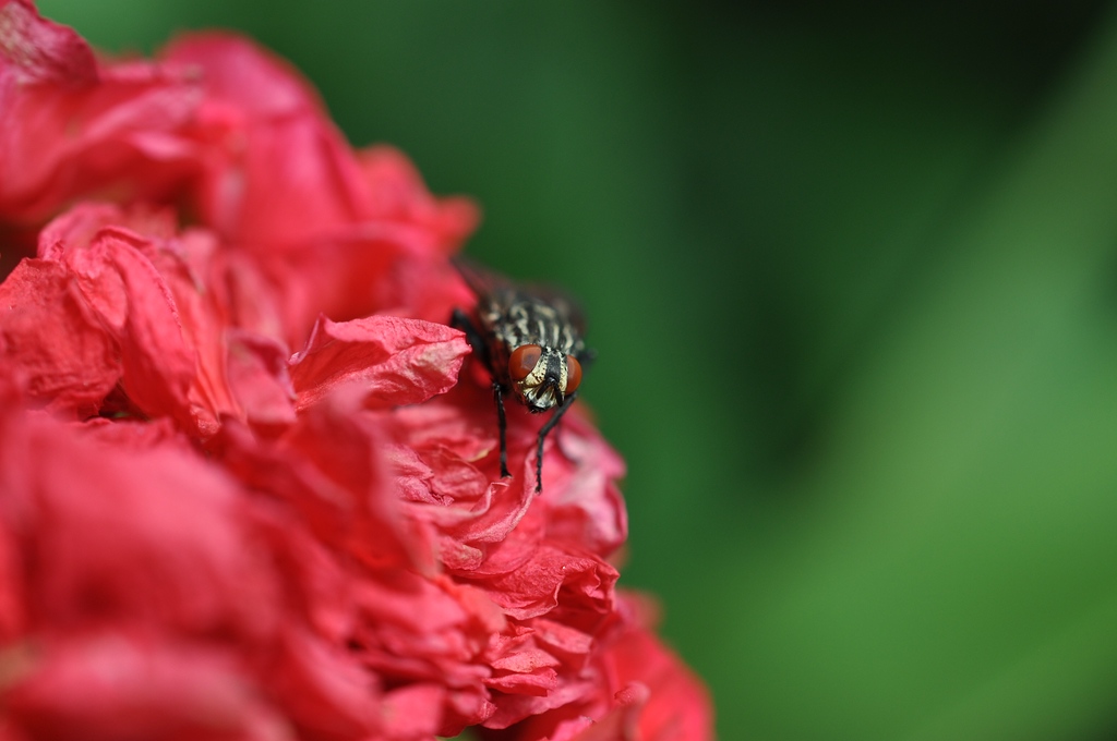 DSC 5076 mic40 k

Kamera-Modell: NIKON D90
Brennweite: 40.0mm (KB-Format entsprechend: 60mm)
Blende: f/5.6
Belichtungszeit: 0.0020s (1/500)
ISO: 200