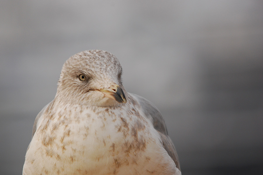 DSC 5084 nff