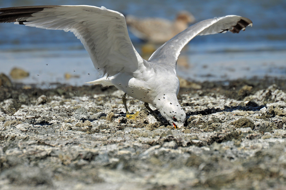 DSC 5091 Möwe 1000