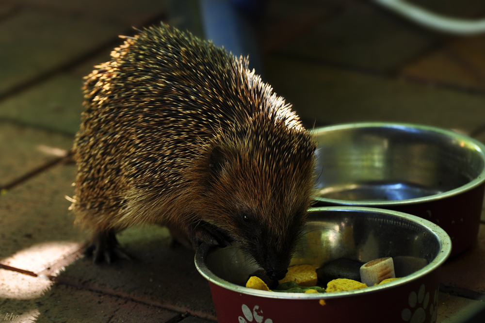 DSC 5103 Igel