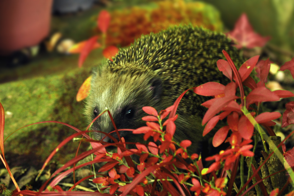 DSC 5110 Igel