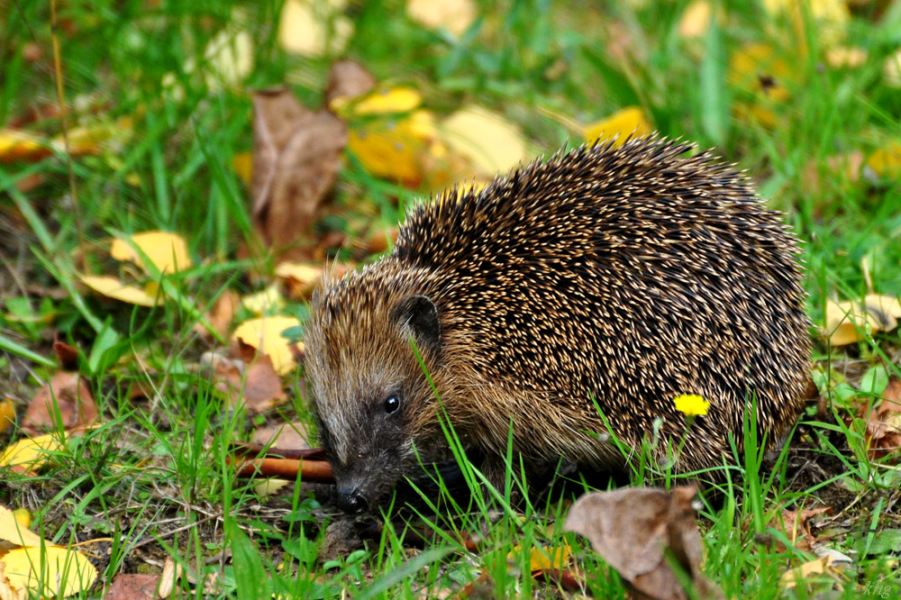 DSC 5113 Igel