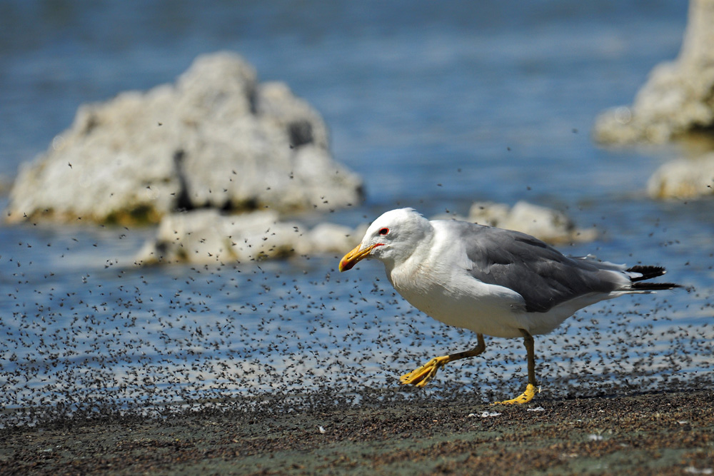 DSC 5114 Möwe 1000