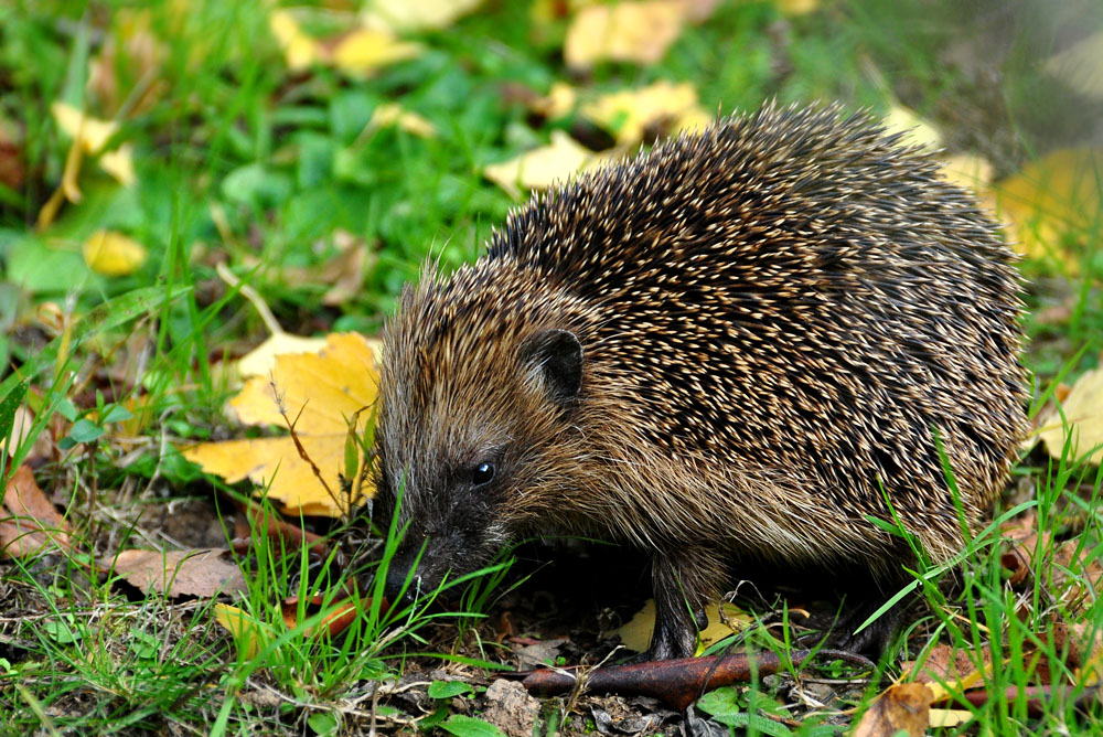 DSC 5117 Igel