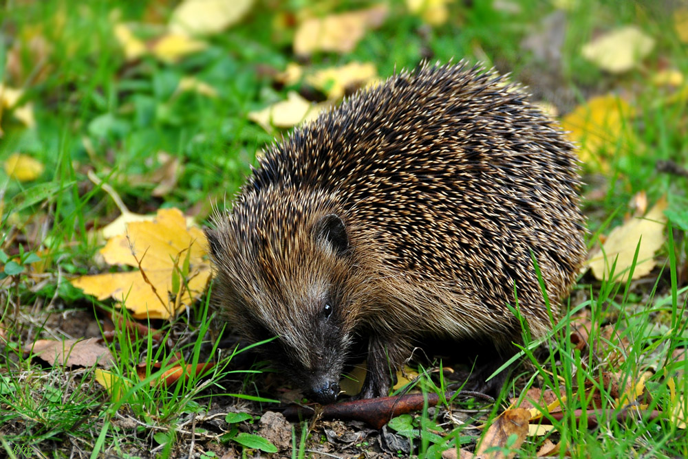 DSC 5120 Igel