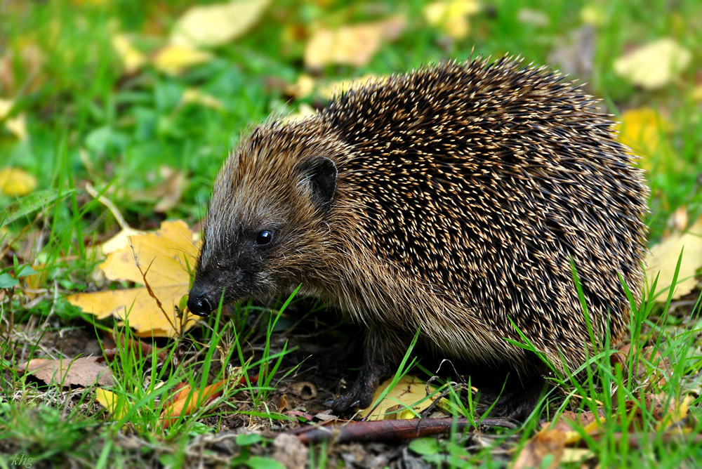 DSC 5122 Igel