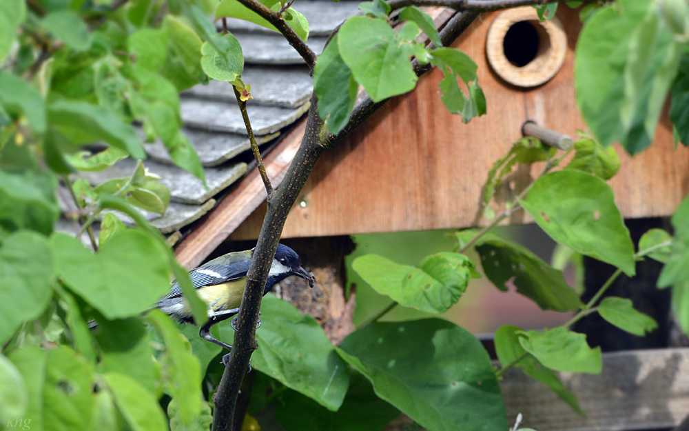 DSC 5126 Nest