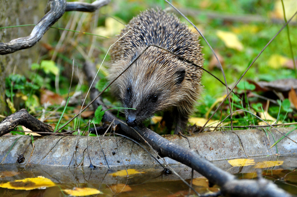 DSC 5133 Igel