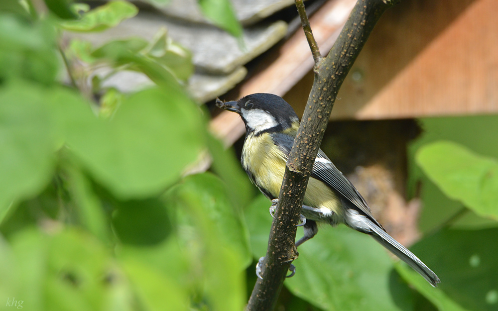 DSC 5139 Nest