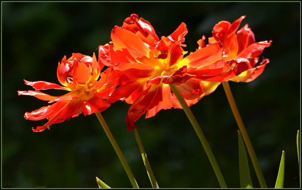 DSC 5142 Tulpe