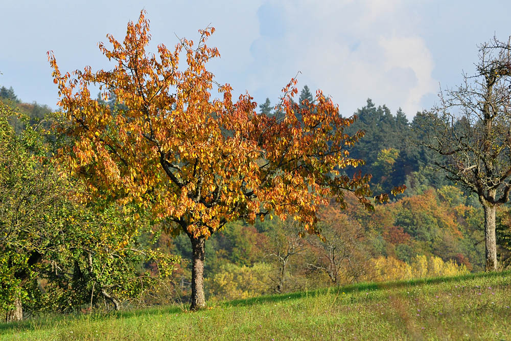 DSC 5145 Herbst