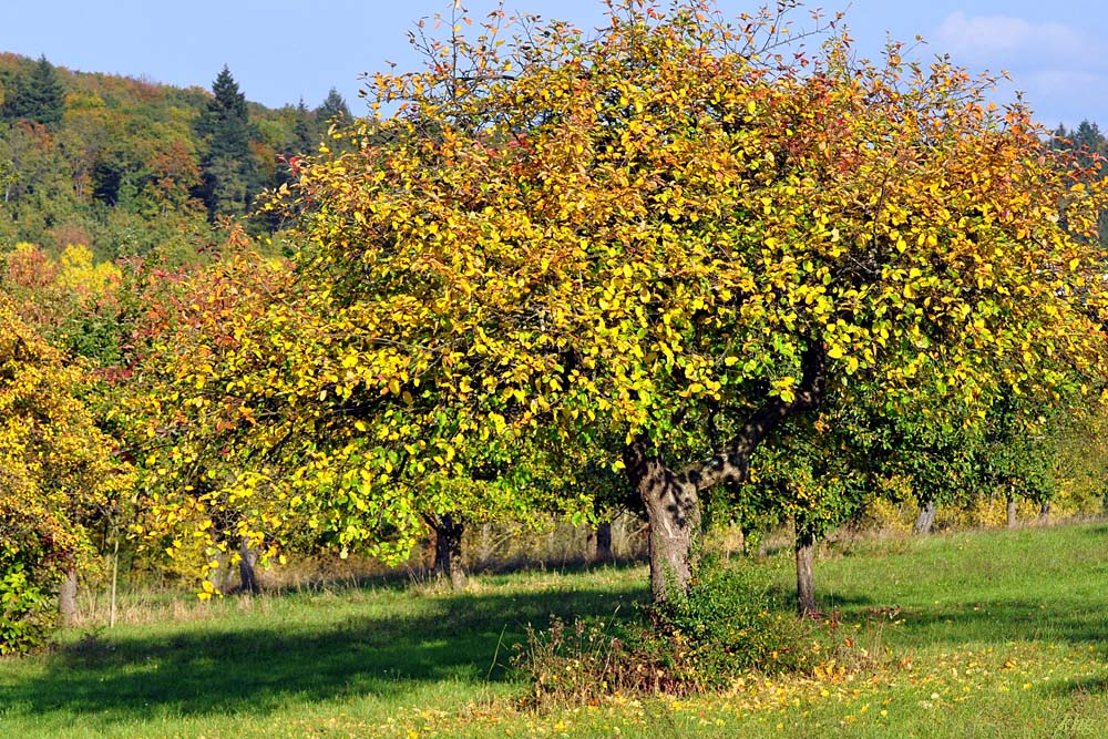 DSC 5146 Herbst
