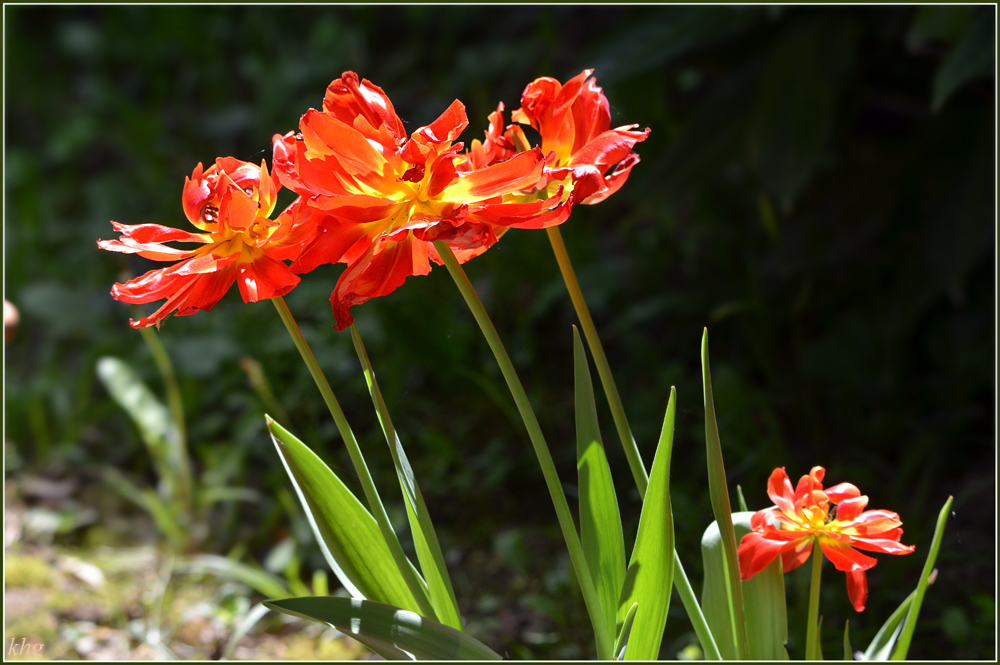 DSC 5146 Tulpe