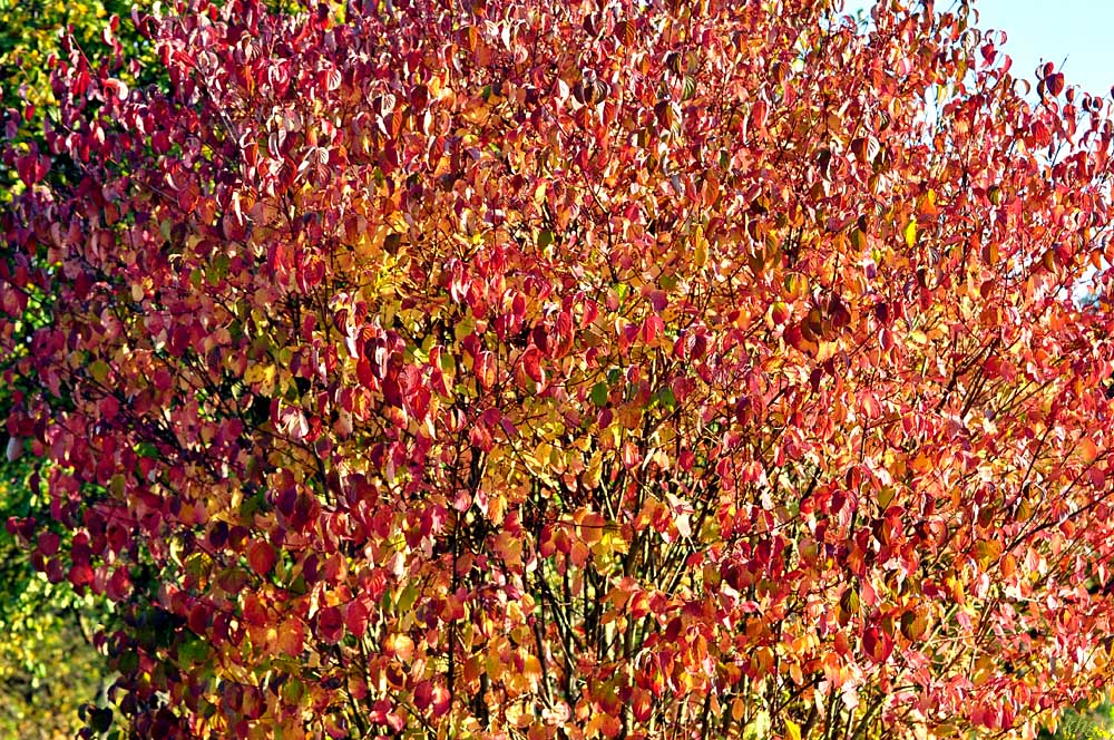 DSC 5148 Herbst
