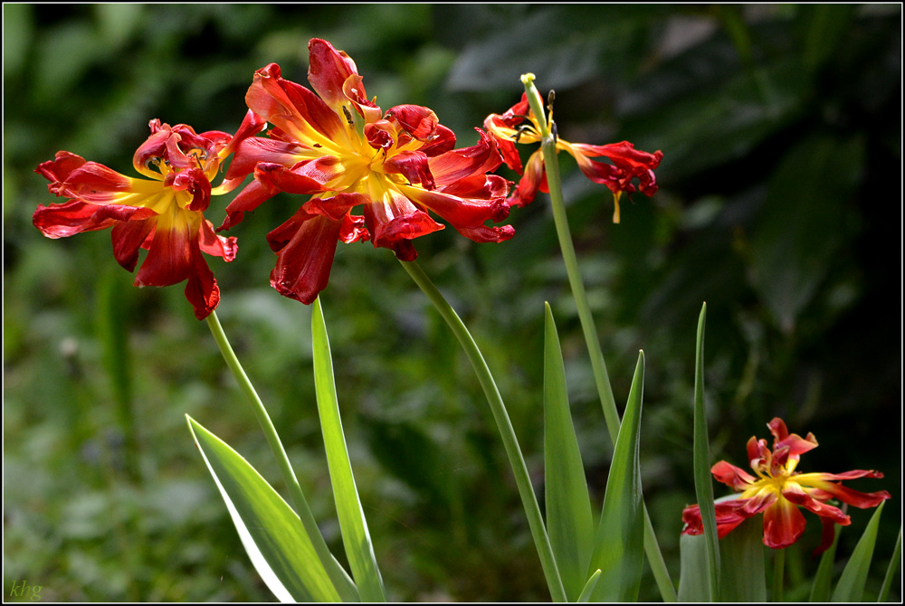 DSC 5165 Tulpen verblüht