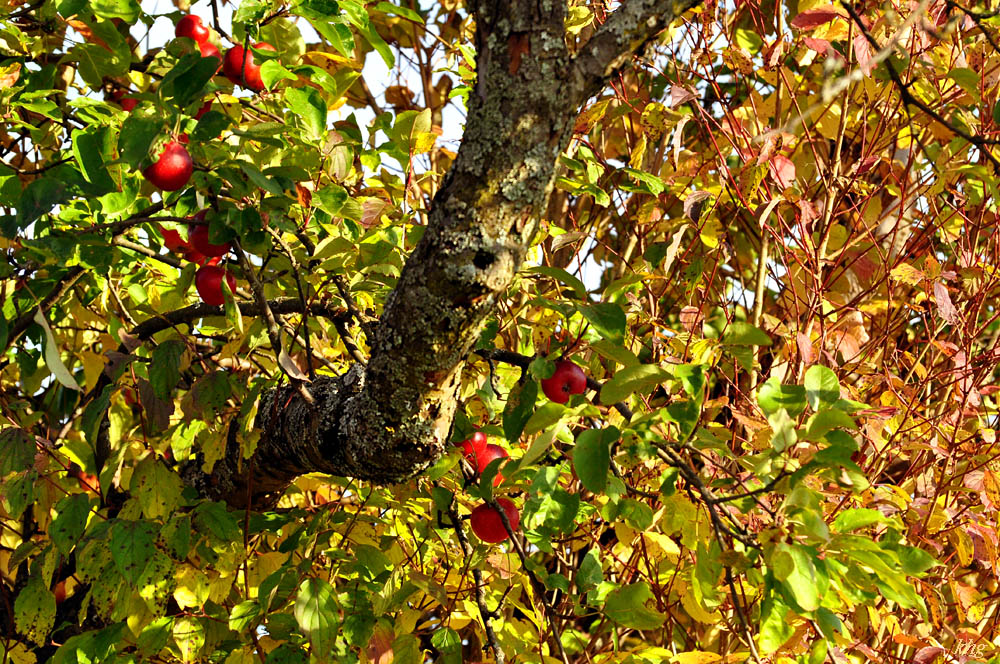 DSC 5167 Herbst