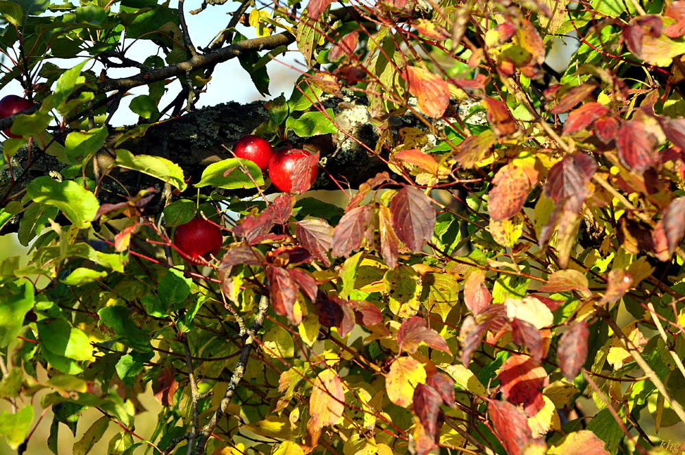 DSC 5168 Herbst