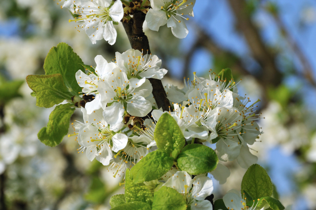DSC 5180 Apfelblüten