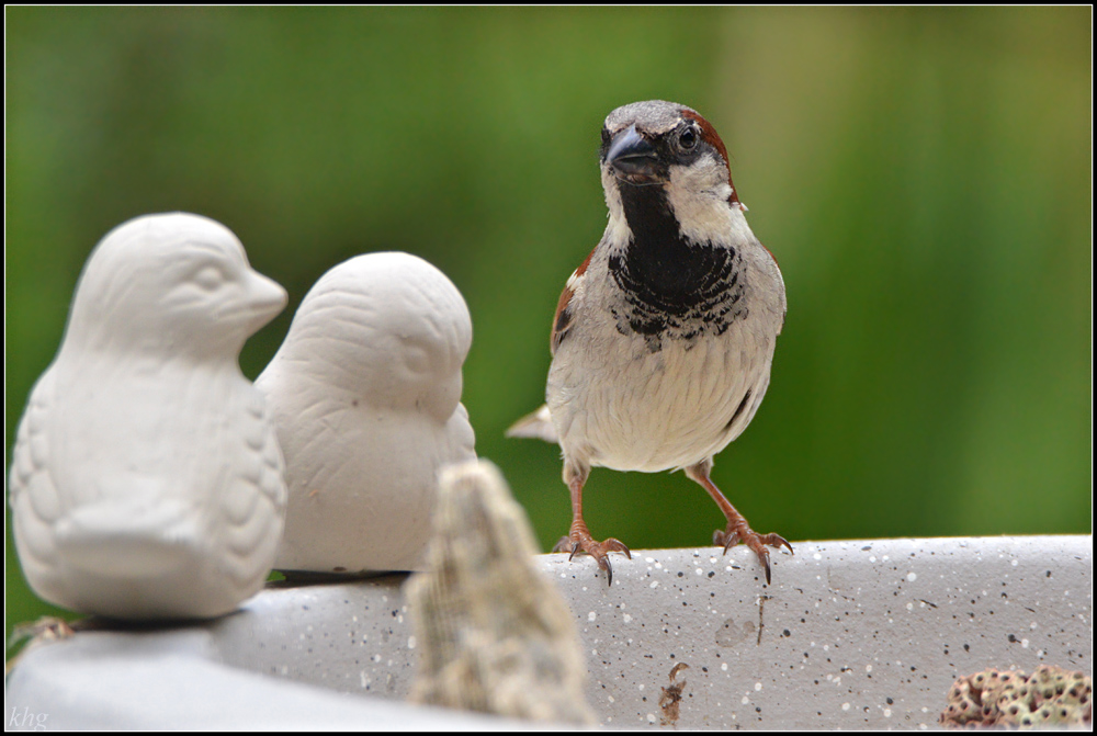 DSC 5183 Spatz