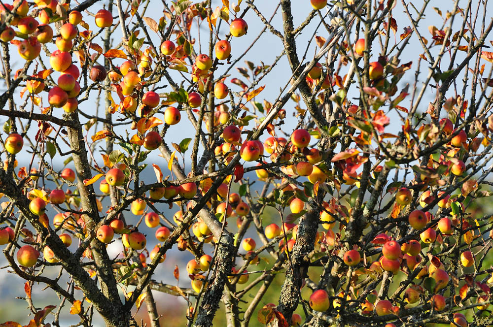 DSC 5184 Herbst