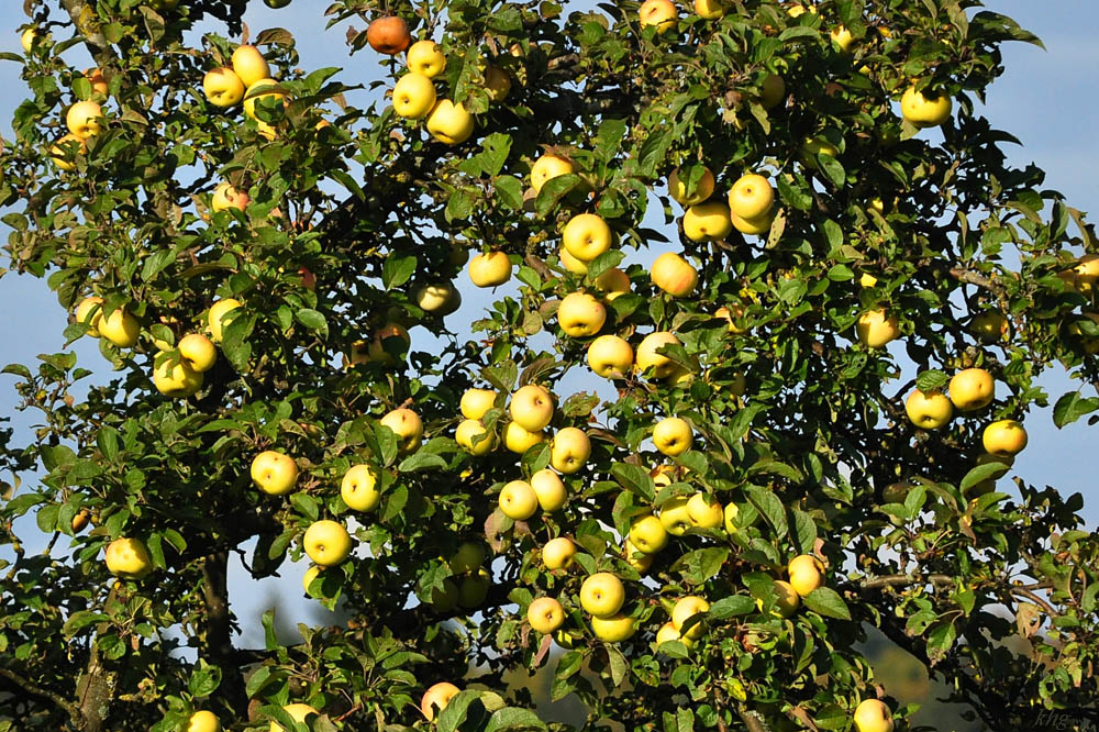 DSC 5185 Herbst