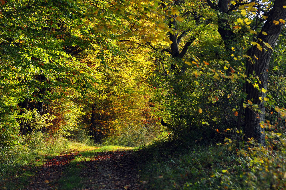 DSC 5190 Herbst
