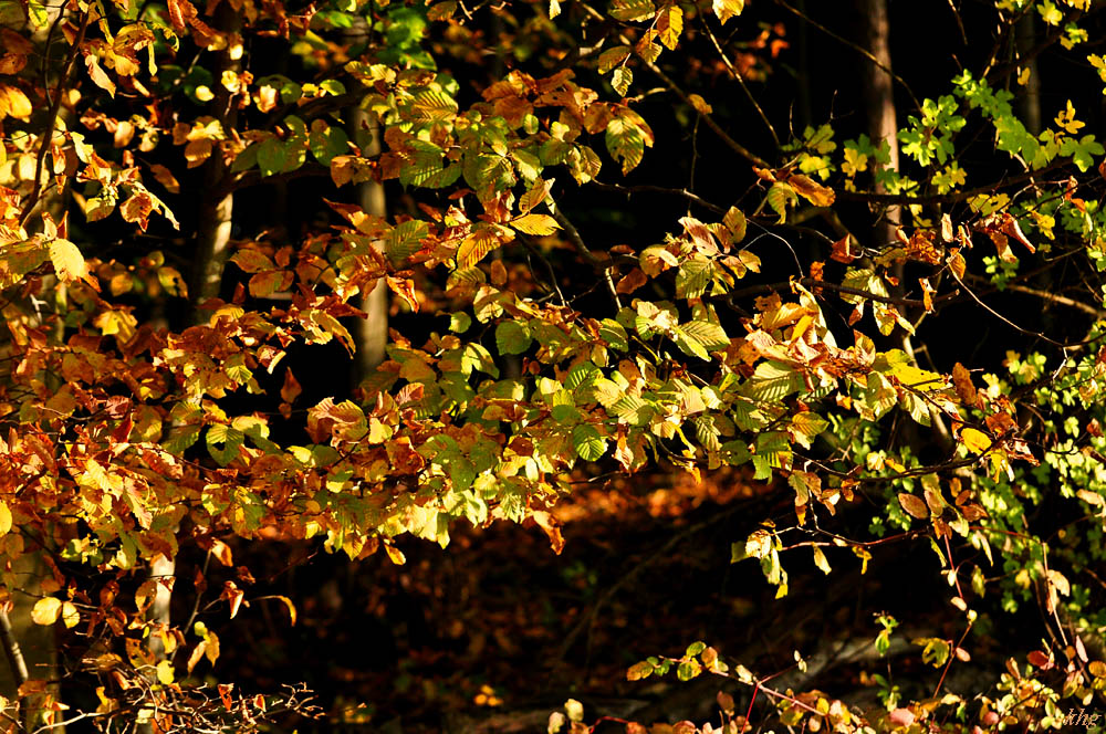 DSC 5192 Herbst