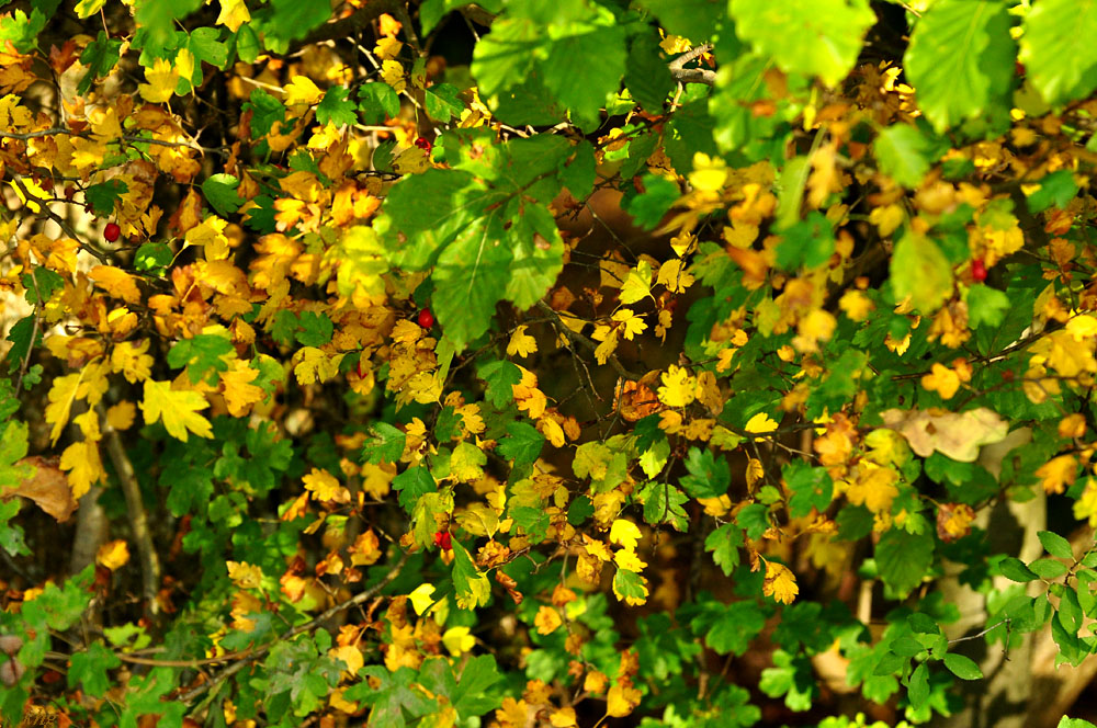 DSC 5194 Herbst