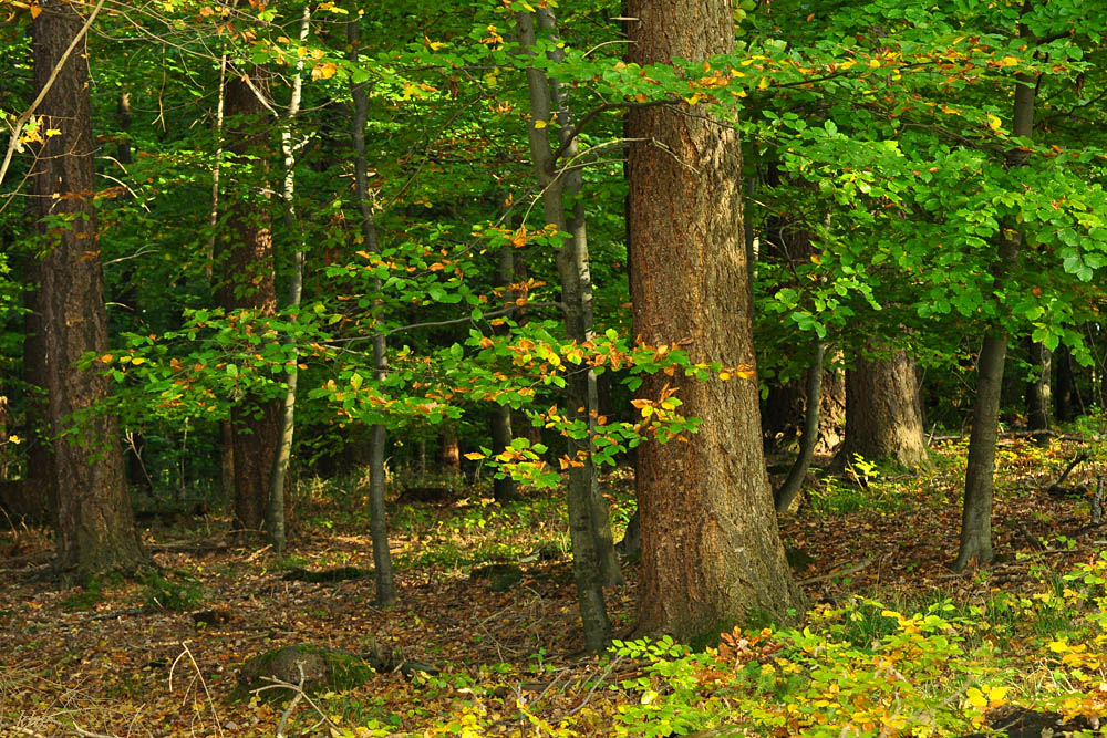 DSC 5195 Herbst