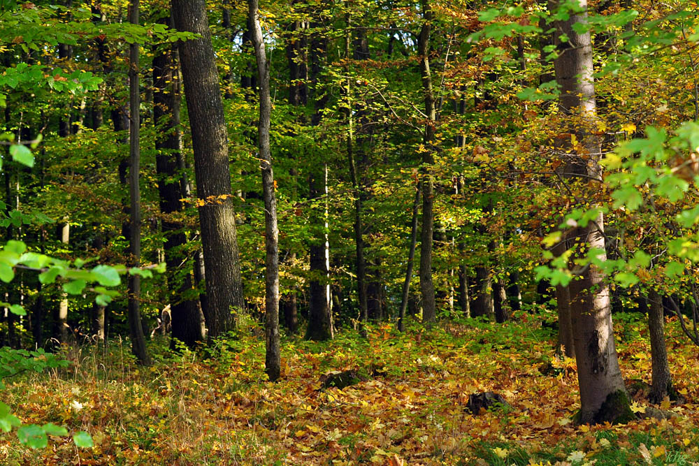 DSC 5196 Herbst