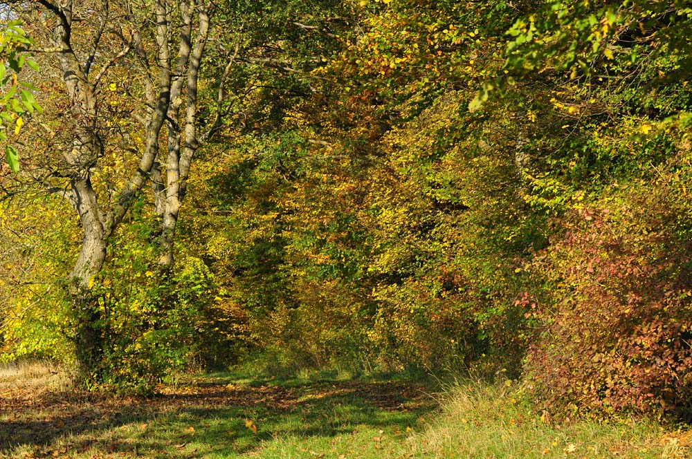 DSC 5197 Herbst