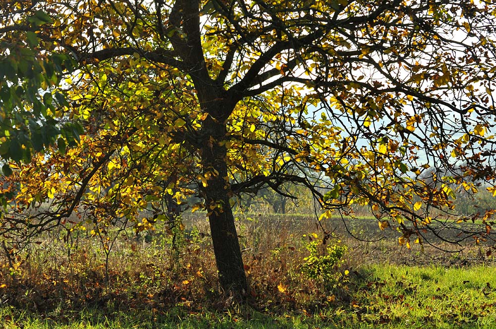 DSC 5199 Herbst
