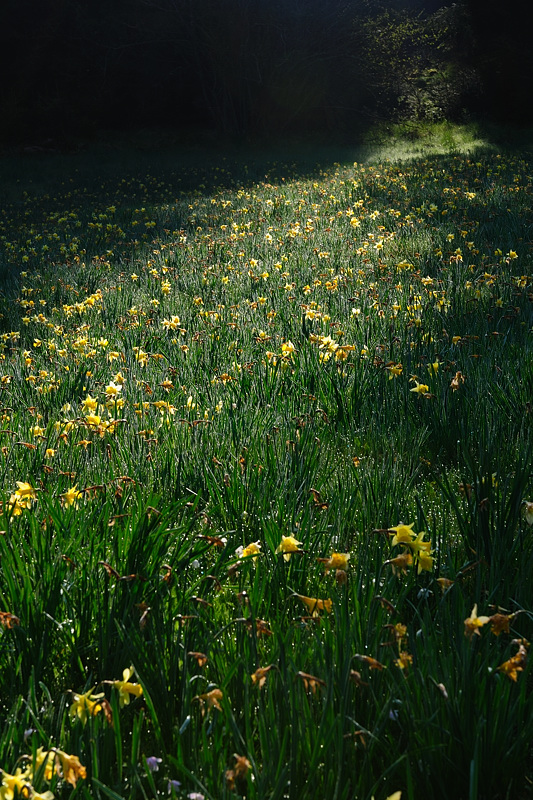 DSC 5209 NF F
Narzissenblüte