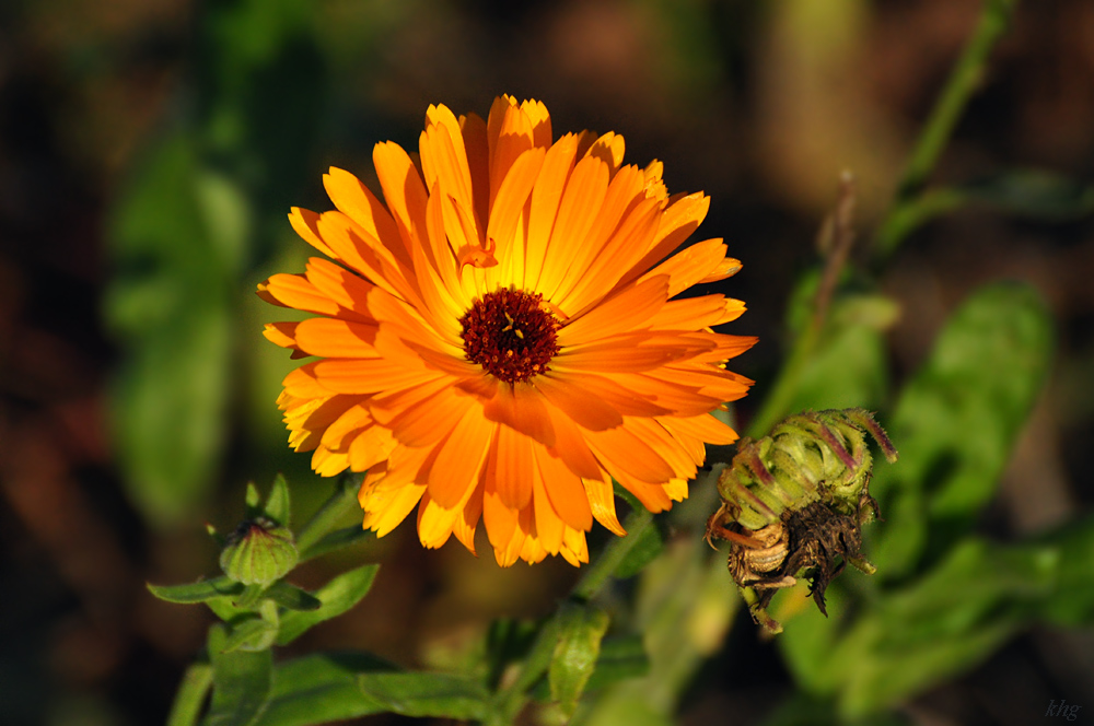 DSC 5214 Herbst