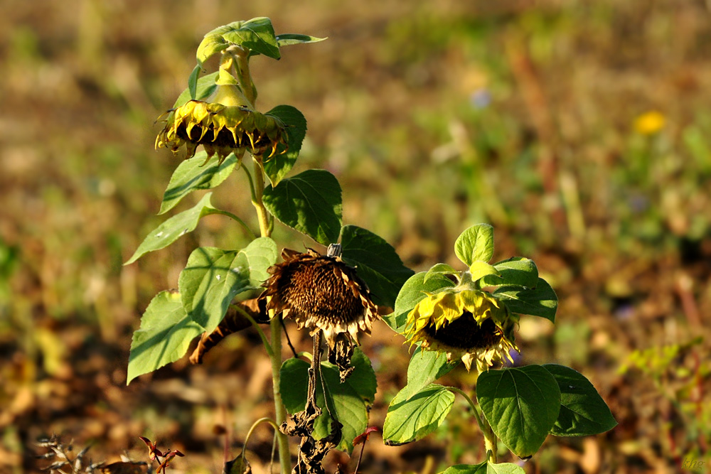 DSC 5222 Herbst