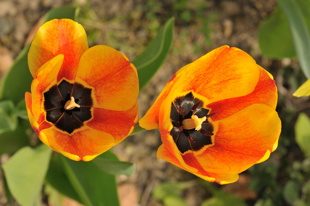 DSC 5223 Tulpen