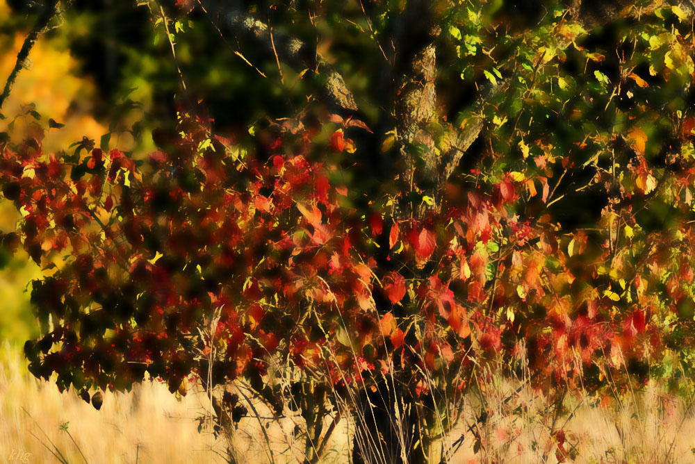 DSC 5224 Herbst