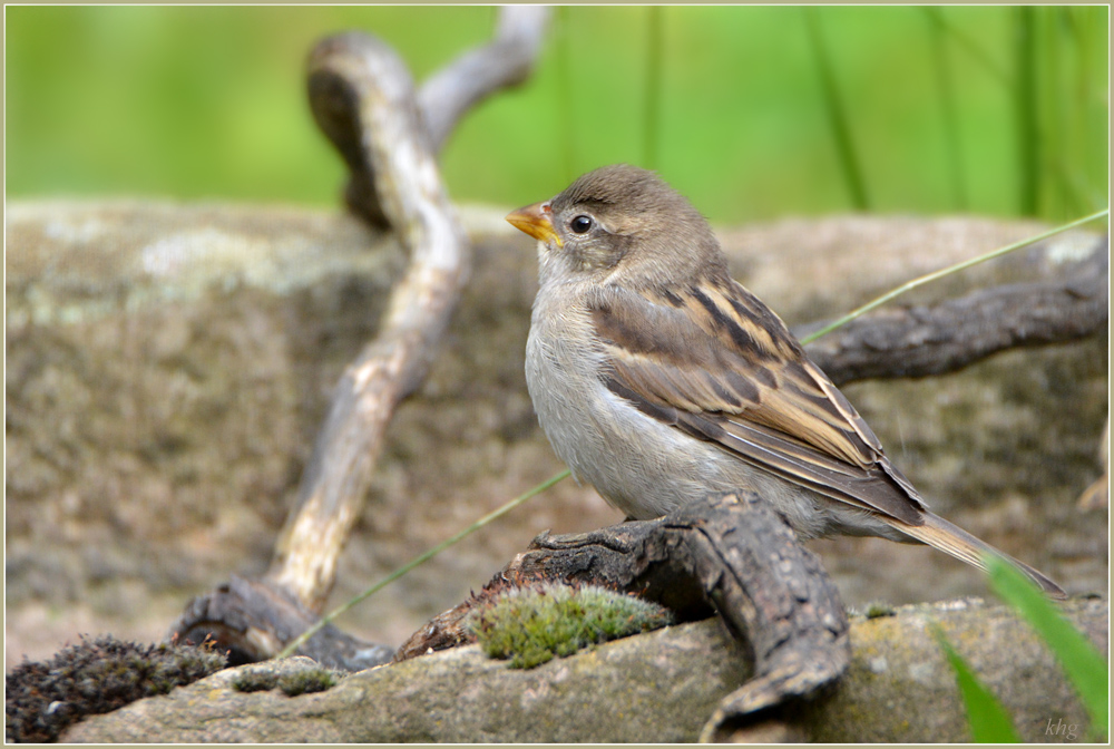 DSC 5234 Spatz