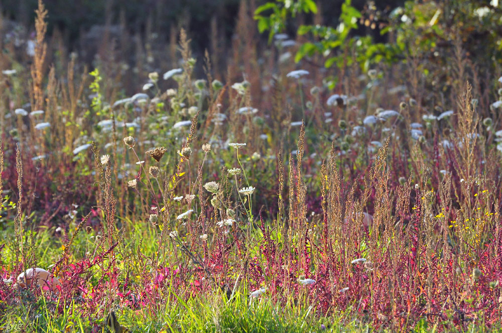 DSC 5241 Herbst