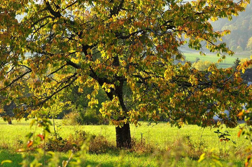 DSC 5264 Herbst