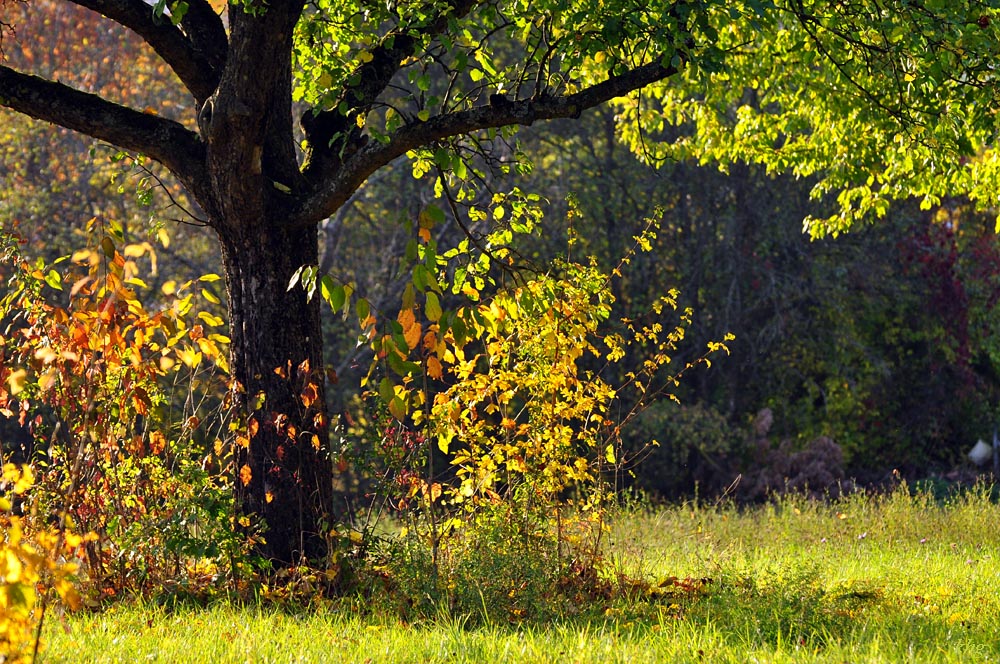 DSC 5268 Herbst