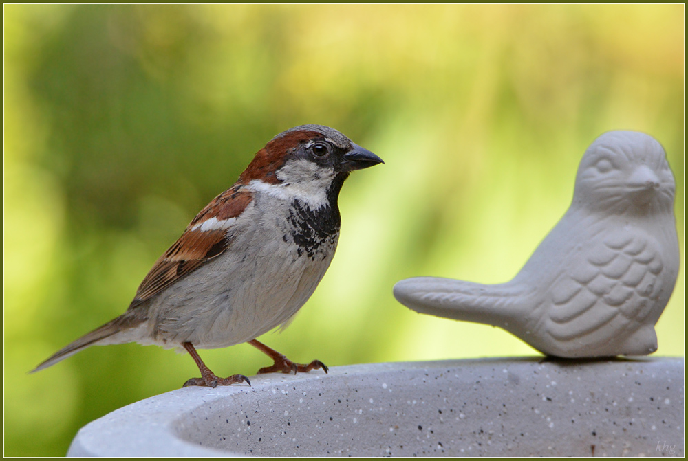 DSC 5270 Spatz