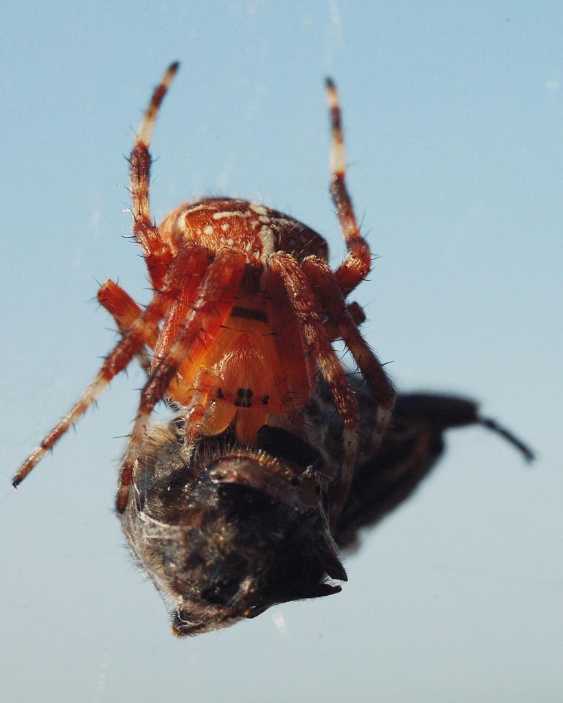 DSC 5310 E
