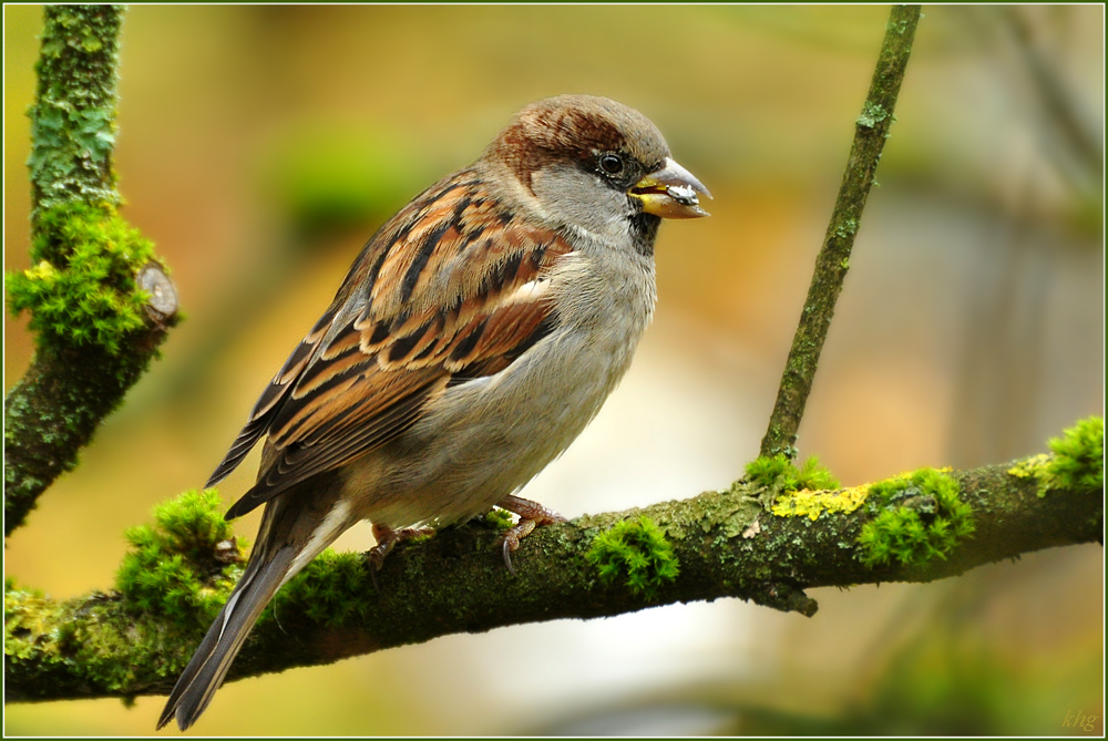 DSC 5315  Spatz